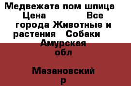 Медвежата пом шпица › Цена ­ 40 000 - Все города Животные и растения » Собаки   . Амурская обл.,Мазановский р-н